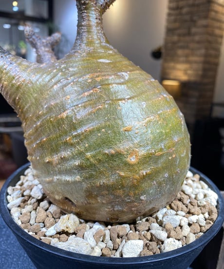 パキポディウム グラキリス　Pachypodium gracilius 　発根済　(商品番号gk-165）