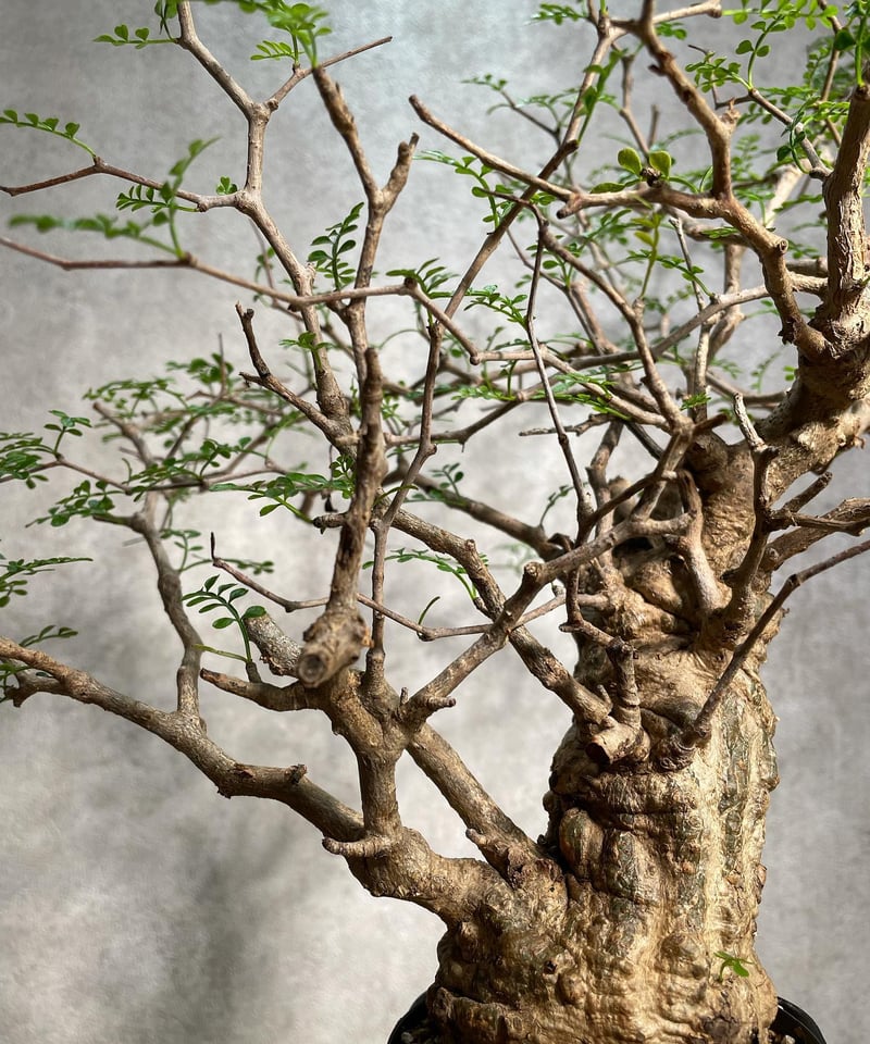 オペルクリカリア パキプス／Operculicarya pachypus 発根済 手