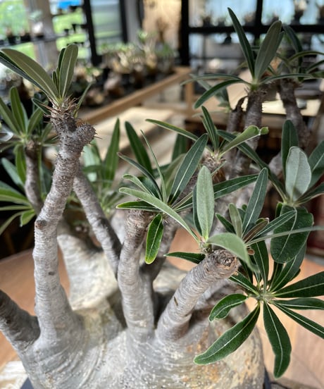パキポディウム グラキリス　Pachypodium gracilius 　発根済　(gk-347)