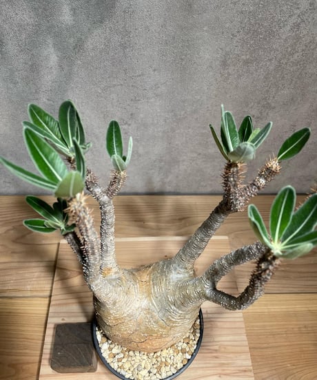 パキポディウム グラキリス　Pachypodium gracilius 　発根済　(商品番号gk-78)
