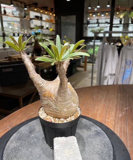 パキポディウム グラキリス　Pachypodium gracilius 　発根済　(gk-445）