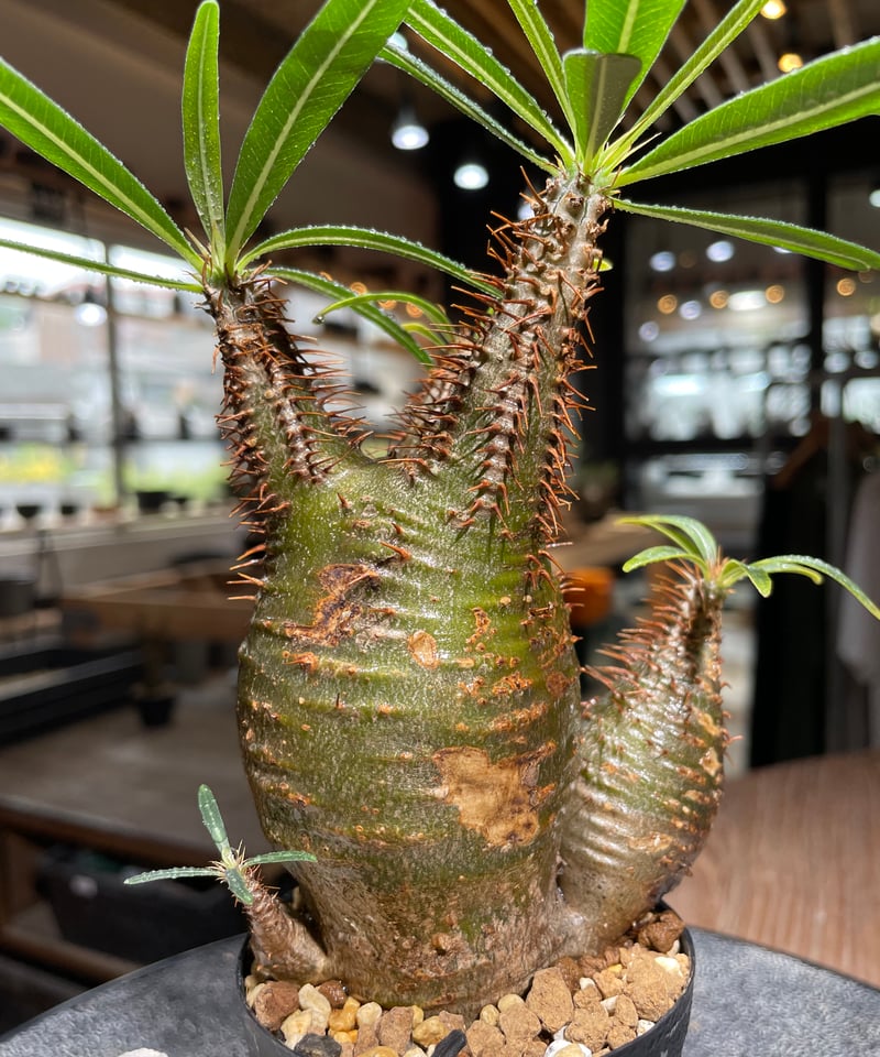 パキポディウム　グラキリス　特級多頭 5頭綴化グラキリス 嫁ぎ先が決まり、種が弾けるの待ち🪴 綴化