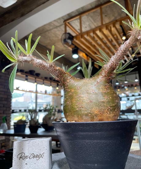 パキポディウム グラキリス　Pachypodium gracilius 　発根済　(gk-556)