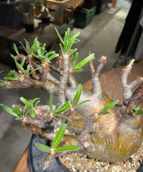 パキポディウム グラキリス　Pachypodium gracilius 　発根済　(gk-534)