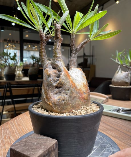 パキポディウム グラキリス　Pachypodium gracilius 　発根済　(gk-371)