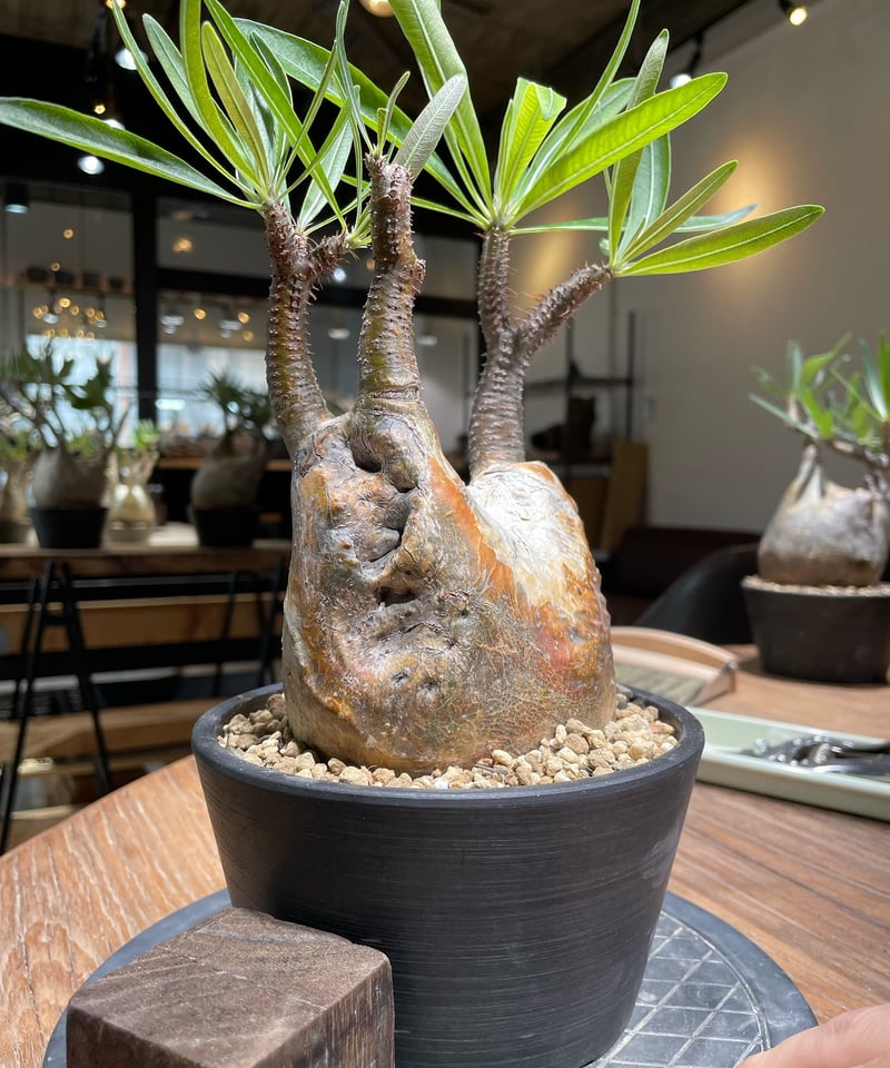 パキポディウム グラキリス Pachypodium gracilius 発根済 (gk-371