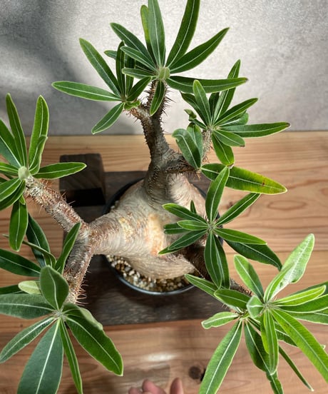 パキポディウム グラキリス　Pachypodium gracilius 　発根済　(商品番号gk-13)