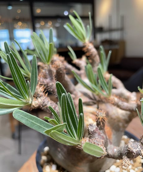 パキポディウム グラキリス　Pachypodium gracilius 　発根済　(gk-406)