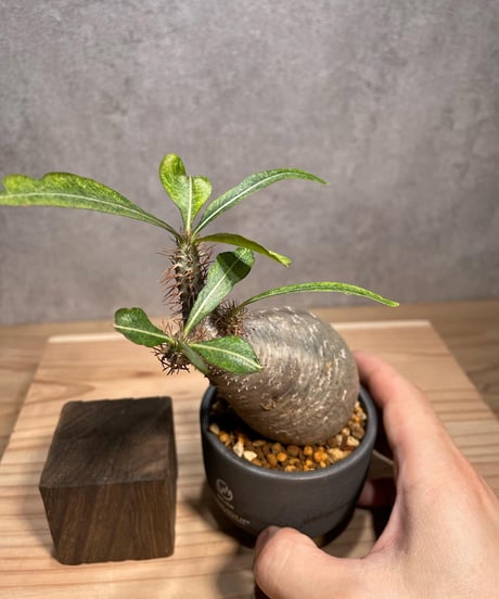 パキポディウム グラキリス　Pachypodium gracilius 　発根済　(商品番号gk-63valiem)  VALIEM 　BOWL　sizeXS　(VALIEMタグ付き)