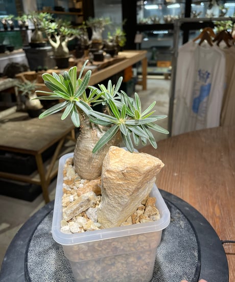 パキポディウム グラキリス　Pachypodium gracilius 　発根済　(gk-236)