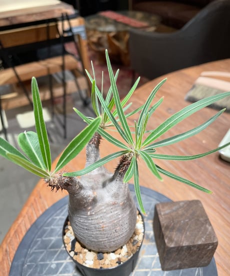 パキポディウム グラキリス　Pachypodium gracilius 　発根済　(gk-376)