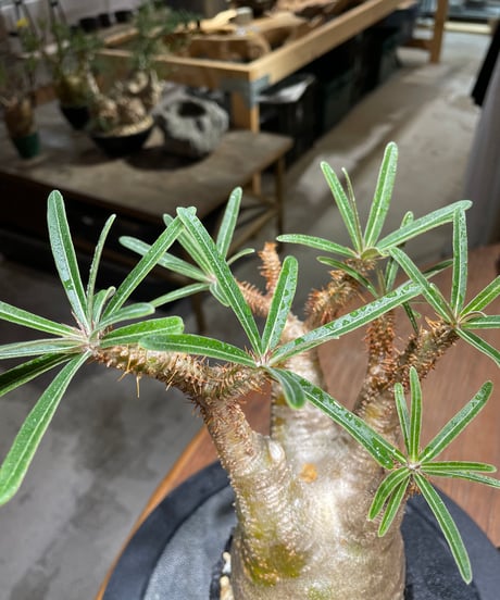 パキポディウム グラキリス　Pachypodium gracilius 　発根済　(gk-469) 鉢：dip