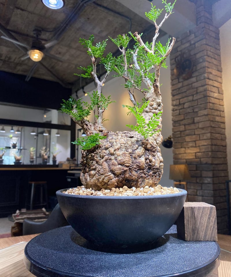 オペルクリカリア パキプス／Operculicarya pachypus 発根済