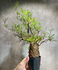 オペルクリカリア パキプス／Operculicarya pachypus　発根済　浅鉢用手乗りサイズ   (塊根幅6.5cm)　(商品番号PP-30)  (画像後半の陶器鉢は含まれません)