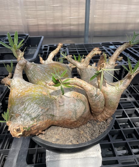 パキポディウム グラキリス　Pachypodium gracilius 　発根済　(gk-304)