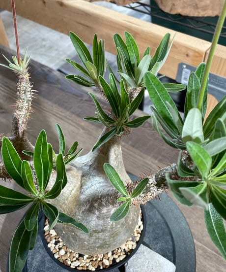 パキポディウム グラキリス　Pachypodium gracilius 　発根済　(gk-429)