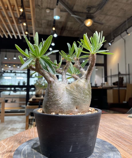 パキポディウム グラキリス　Pachypodium gracilius 　発根済　(gk-365)
