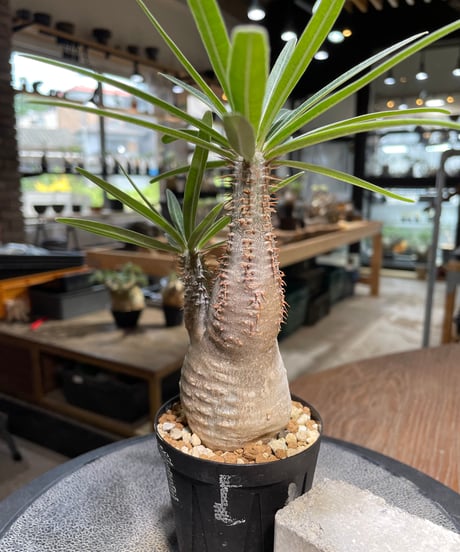 パキポディウム グラキリス　Pachypodium gracilius 　発根済　(gk-486)