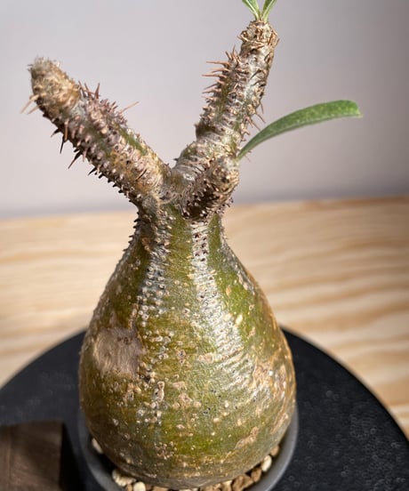 パキポディウム グラキリス　Pachypodium gracilius 　発根済　(商品番号gk-129valiem)VALIEM  (VALIEMタグ付き)