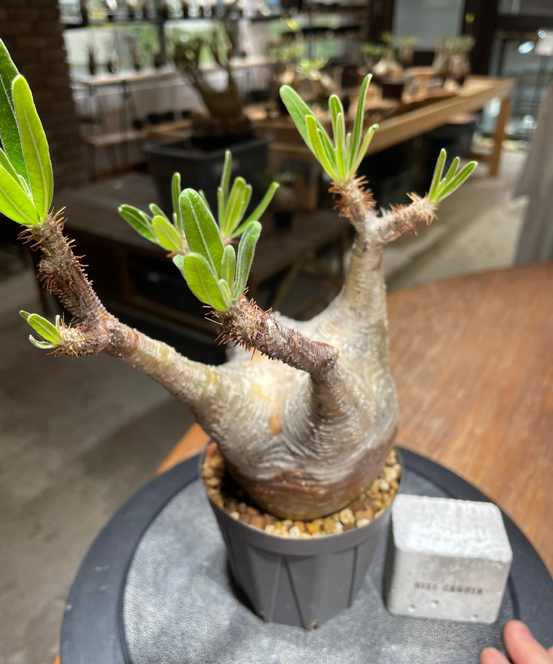 パキポディウム グラキリス Pachypodium gracilius 発根済 (gk-45