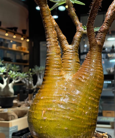 パキポディウム グラキリス　Pachypodium gracilius 　発根済　(gk-516）