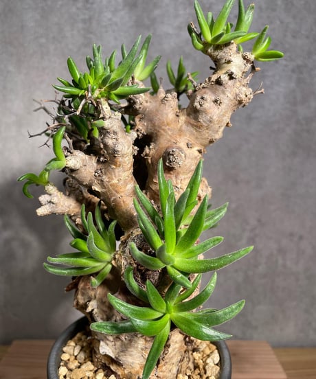 チレコドン レティキュラータス　Tylecodon reticulatus　万物想 　発根済　(商品番号cr-15valiem)VALIEM 　BLOCK　sizeM　(VALIEM巾着、タグ付き)