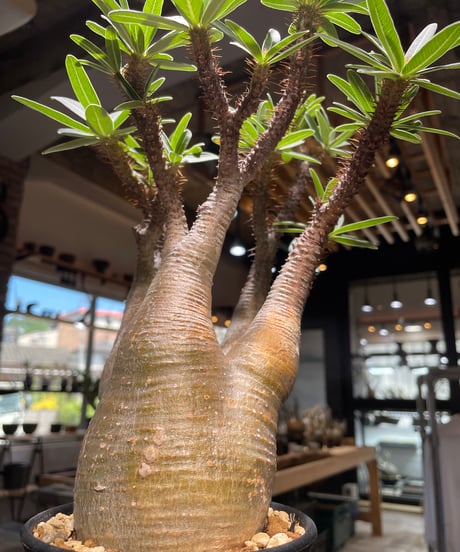 パキポディウム グラキリス　Pachypodium gracilius 　発根済　(gk-504）