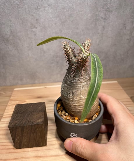 パキポディウム グラキリス　Pachypodium gracilius 　発根済　(商品番号gk-61valiem)  VALIEM 　BOWL　sizeXS　(VALIEMタグ付き)