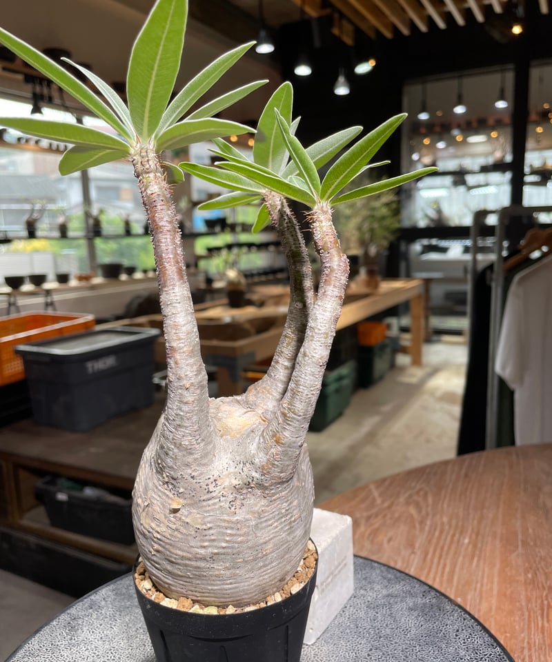 パキポディウム グラキリス Pachypodium gracilius 発根済 (gk-52