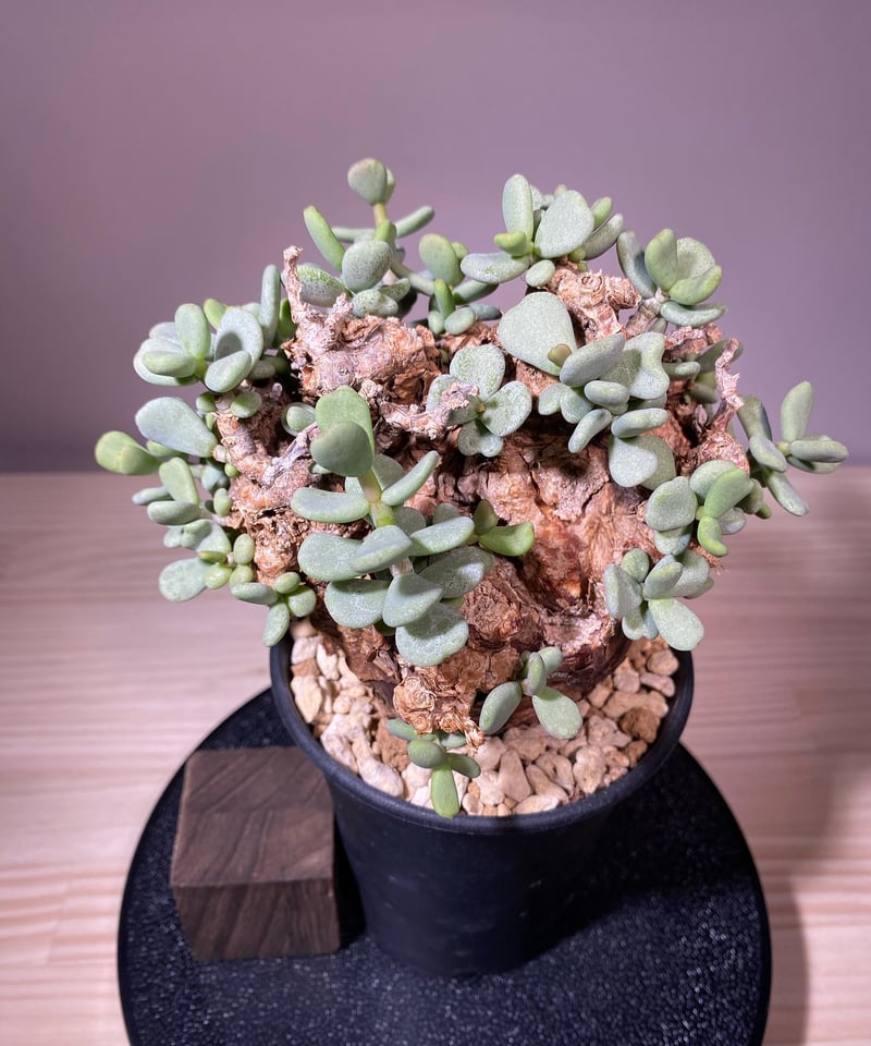 ケラリア ピグマエア/Ceraria pygmaea 発根済 (商品番号pm-5 ケラリア ピグマエア/Ceraria pygmaea 発根済 (商品番号pm-5