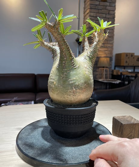パキポディウム グラキリス　Pachypodium gracilius 　発根済　(gk-224)