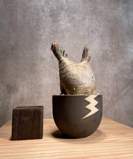 パキポディウム グラキリス　Pachypodium gracilius 　発根済　(商品番号gk-51valiem)  VALIEM 　BOWL　sizeS　(VALIEMタグ付き)