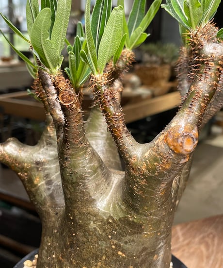 パキポディウム グラキリス　Pachypodium gracilius 　発根済　(gk-543)