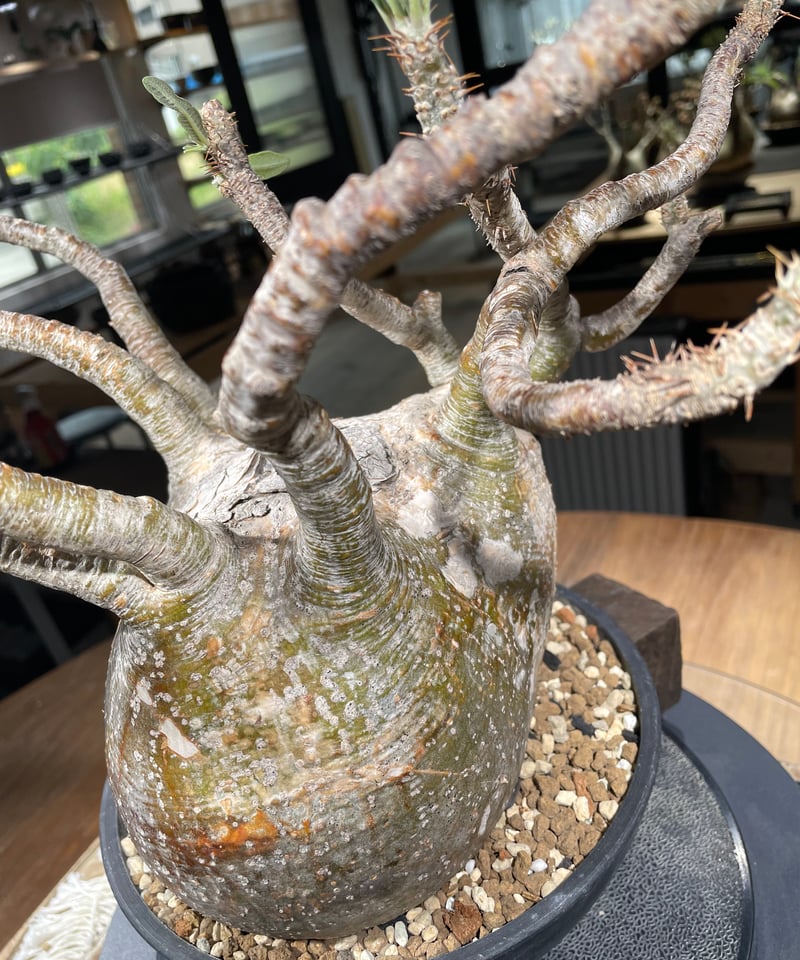 パキポディウム グラキリス GC① パキポディウム グラキリス-PG351 | Supervoid Caudex