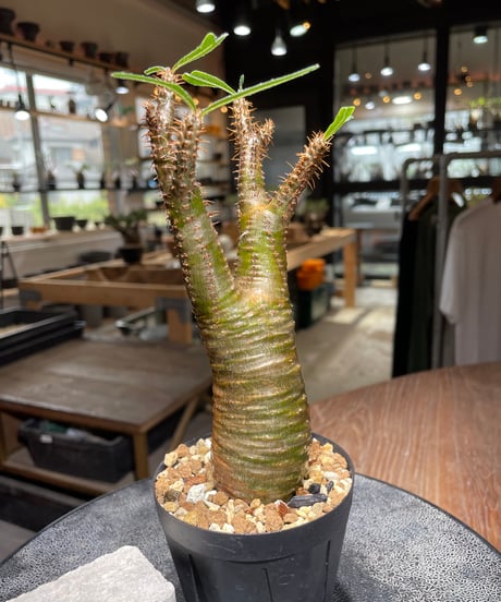 パキポディウム グラキリス　Pachypodium gracilius 　発根済　(gk-538)