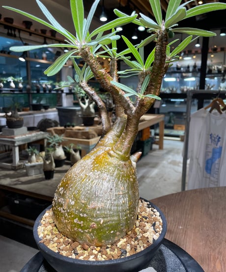 パキポディウム グラキリス　Pachypodium gracilius 　発根済　(gk-519）