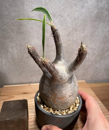 パキポディウム グラキリス　Pachypodium gracilius 　発根済　(商品番号gk-54valiem)  VALIEM 　BOWL　sizeS　(VALIEMタグ付き)