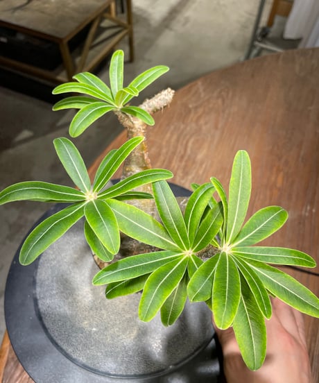 パキポディウム グラキリス　Pachypodium gracilius 　発根済　(gk-489)