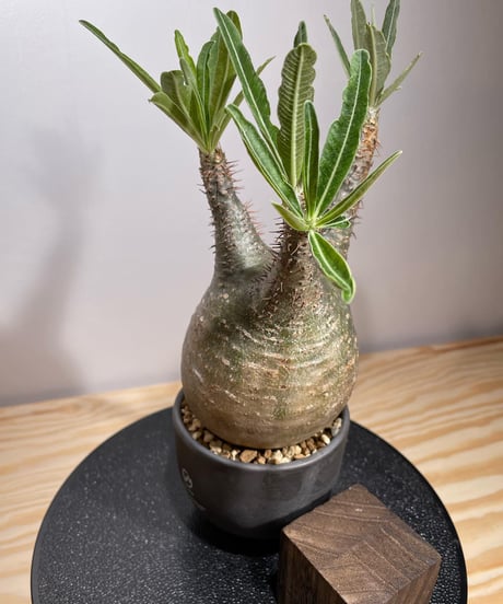 パキポディウム グラキリス　Pachypodium gracilius 　発根済　(商品番号gk-126valiem)VALIEM  (VALIEMタグ付き)