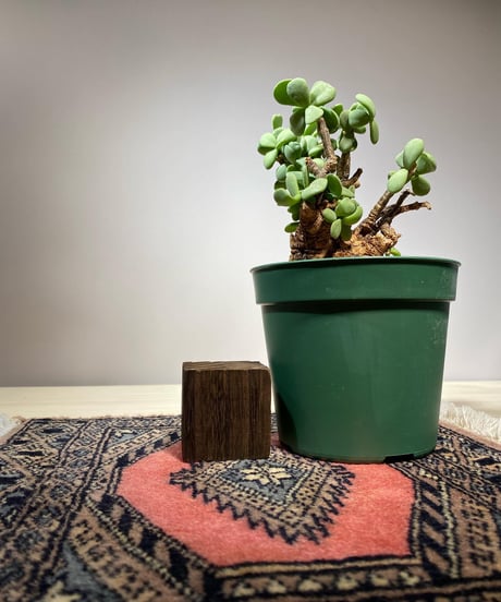 ケラリア ピグマエア／Ceraria pygmaea　発根済　(商品番号pｍ-4)