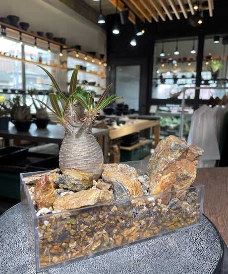 パキポディウム グラキリス　Pachypodium gracilius 　発根済　(gk-554)