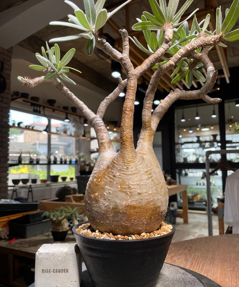 パキポディウム グラキリス Pachypodium gracilius 発根済 (gk-455