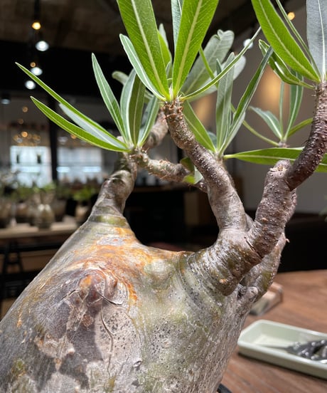 パキポディウム グラキリス　Pachypodium gracilius 　発根済　(gk-366)