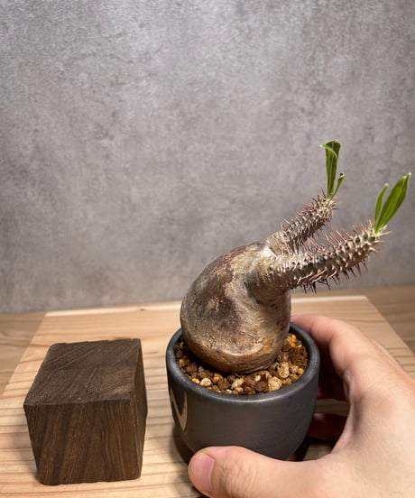 パキポディウム グラキリス　Pachypodium gracilius 　発根済　(商品番号gk-62valiem)  VALIEM 　BOWL　sizeXS　(VALIEMタグ付き)