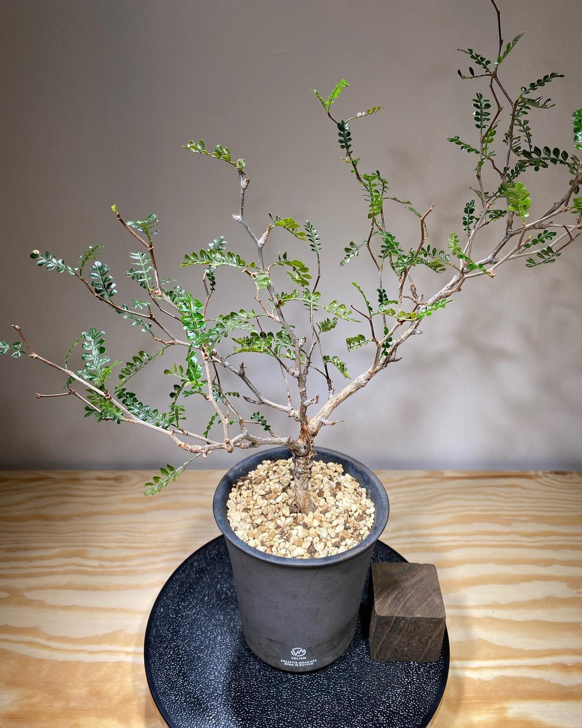 植物×鉢】オペルクリカリア パキプス 実生株 × 保田修作 陶作鉢 植物×鉢】オペルクリカリア パキプス 実生株 × 保田修作 陶作鉢