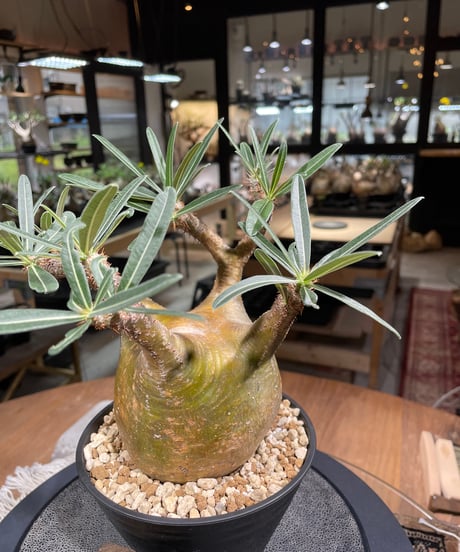 パキポディム グラキリス　Pachypodium gracilius 　発根済　(gk-207)