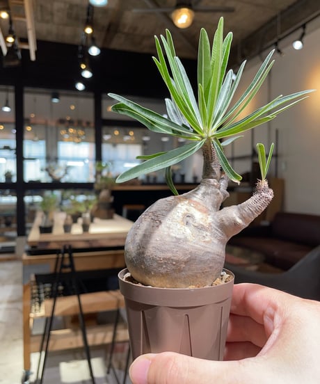パキポディウム グラキリス　Pachypodium gracilius 　発根済　(gk-385)