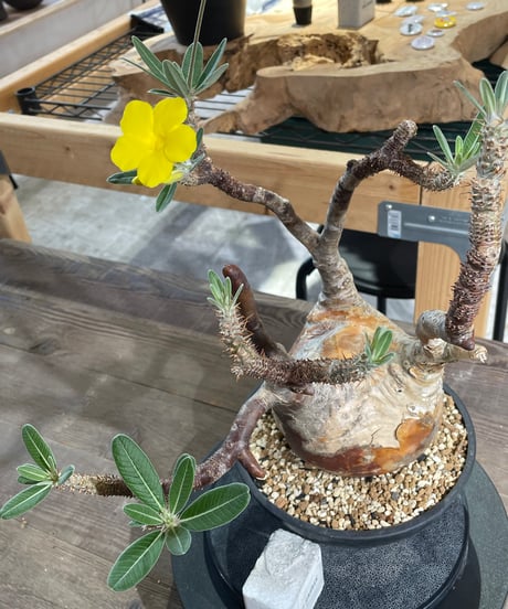 パキポディウム グラキリス　Pachypodium gracilius 　発根済　(gk-427)