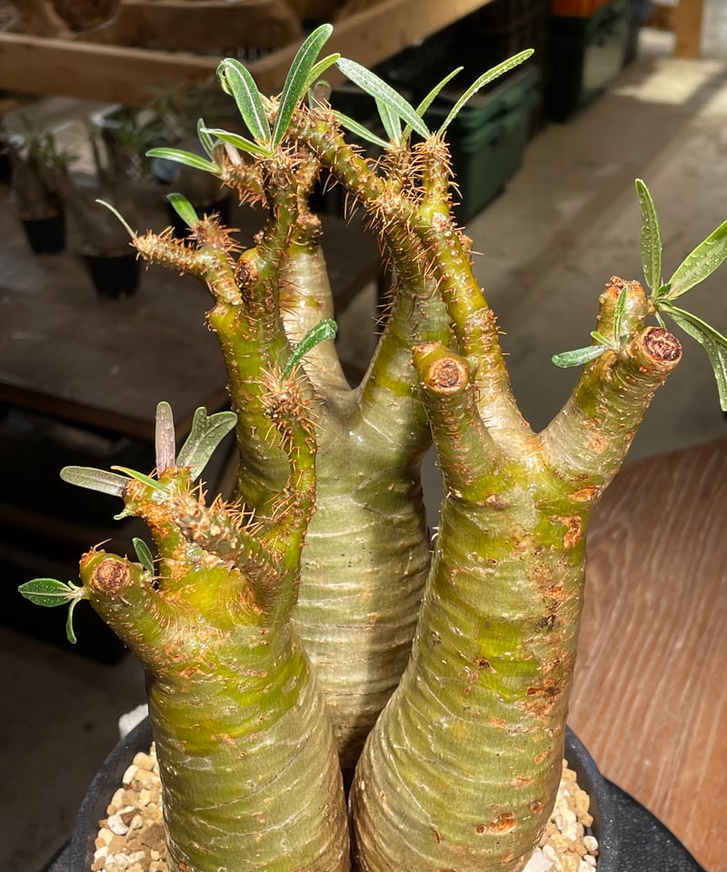 パキポディウム　グラキリス(多頭)＊発根済 パキポディウム グラキリス 多頭 Pachypodium gracilius 発根済 (gk