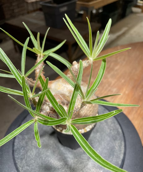 パキポディウム グラキリス　Pachypodium gracilius 　発根済　(gk-450）